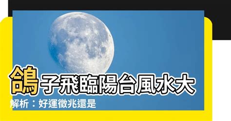 鴿子飛來風水|家裡飛來鴿子的風水徵兆 祥瑞之兆多有祝福